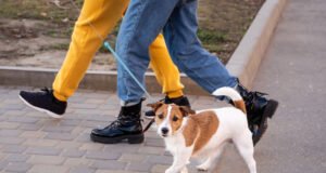 Dog Day in Fuengirola Dog Day in Fuengirola