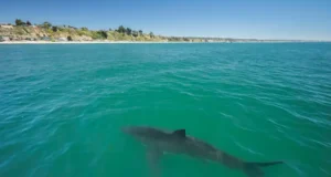 Shark Sighting in La Herradura
