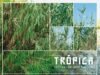 Almuñécar and La Herradura Turn Streets into an Open-Air Gallery for TRÓPICA 2026